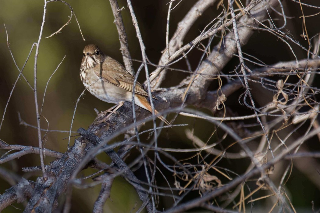 MagMod MagBeam Wildlife Kit